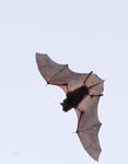 Bat 7931